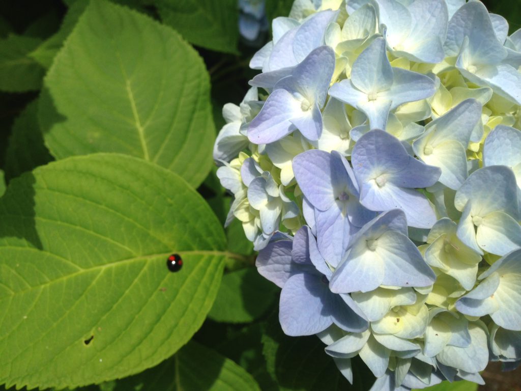 あじさいとてんとうむし